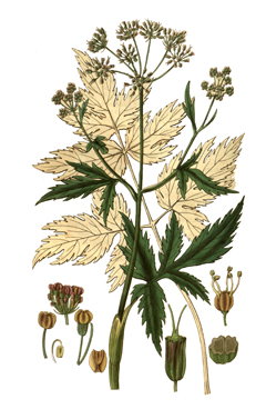 Arracacia xanthorrhiza Peruvian Parsnip, Arracacha Arracacia xanthorrhiza Peruvian Parsnip, Arracacha